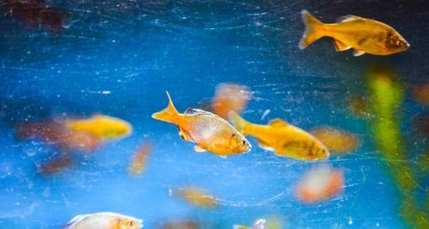 鱼与植物共生养殖指南：打造和谐水族箱生态系统