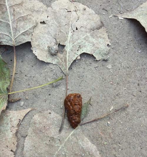 如何通过狗粮选择与饲养管理降低狗狗排泄物异味