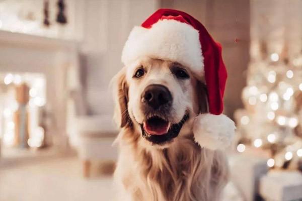 犬猫旋毛虫病的症状与治疗方案，预防人畜共患感染