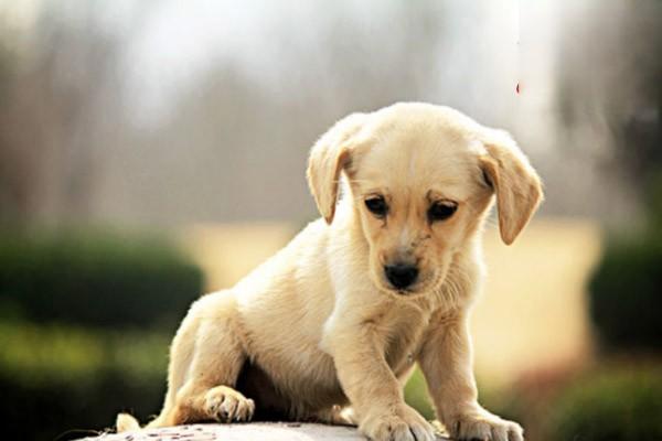 犬类丝虫病的症状与治疗方案详解，守护犬只呼吸健康