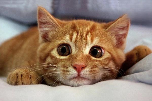 犬猫类圆线虫病的症状识别与治疗方案解析