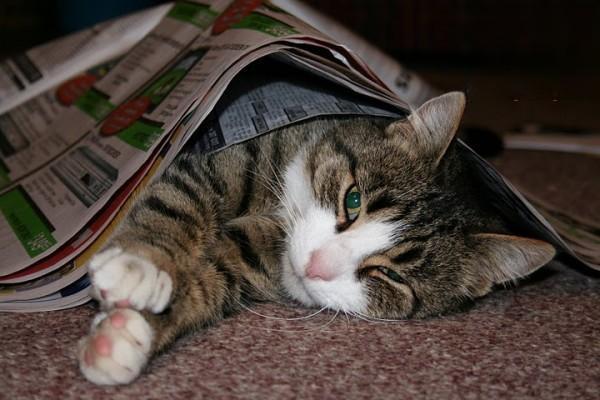 猫圆线虫病症状与治疗详解：咳嗽呼吸困难需警惕