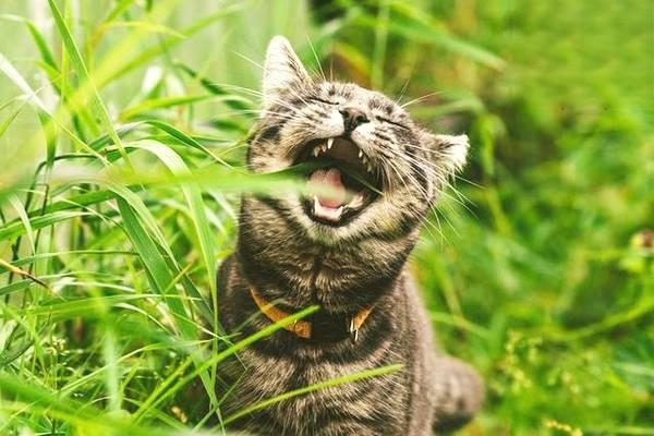 犬猫眼虫病的症状识别与治疗方案详解 犬猫眼虫病的症状识别与治疗方案详解