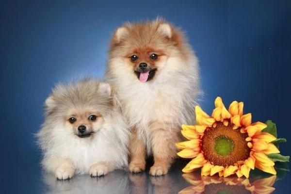 犬猫球虫病症状与治疗方案详解，宠物球虫感染防治指南