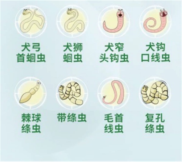 狗狗体内驱虫药深度测评:这款产品值得入手吗? 狗狗体内驱虫药深度测评:这款产品值得入手吗?