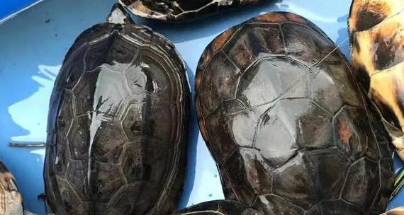 小乌龟饮食搭配指南:适宜食物与科学喂养建议 小乌龟饮食搭配指南:适宜食物与科学喂养建议