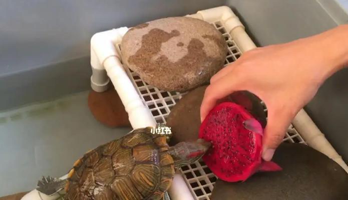 小乌龟饮食搭配指南:适宜食物与科学喂养建议 小乌龟饮食搭配指南:适宜食物与科学喂养建议