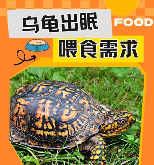 小乌龟饮食搭配指南:适宜食物与科学喂养建议 小乌龟饮食搭配指南:适宜食物与科学喂养建议