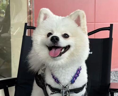 博美疫苗选择指南：为爱宠提供最佳疾病防护方案