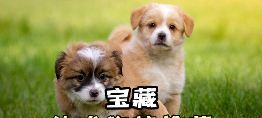 杜宾幼犬狗粮挑选指南：把握营养需求与喂养要点