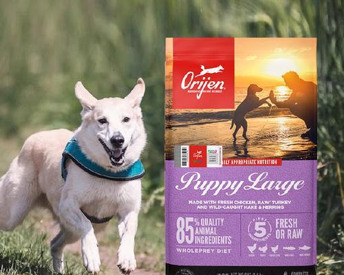 杜宾幼犬狗粮挑选指南：把握营养需求与喂养要点