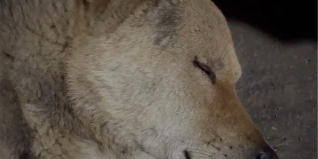 狗呜呜呜声音的含义解析:从情感表达到社交沟通 狗呜呜呜声音的含义解析:从情感表达到社交沟通