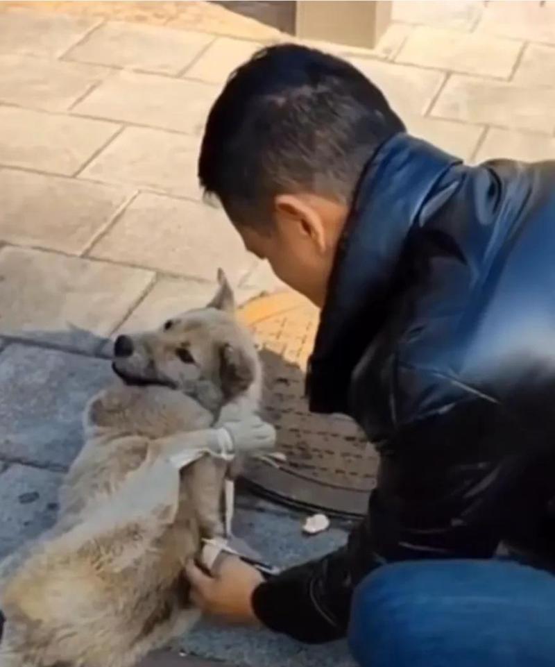 狗呜呜呜声音的含义解析:从情感表达到社交沟通 狗呜呜呜声音的含义解析:从情感表达到社交沟通