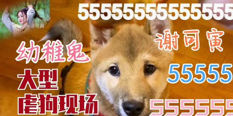 狗呜呜呜声音的含义解析:从情感表达到社交沟通 狗呜呜呜声音的含义解析:从情感表达到社交沟通