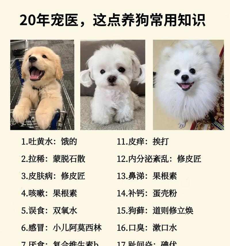 狗狗皮肤病治疗方法与药物选择指南，科学护理宠物皮肤健康