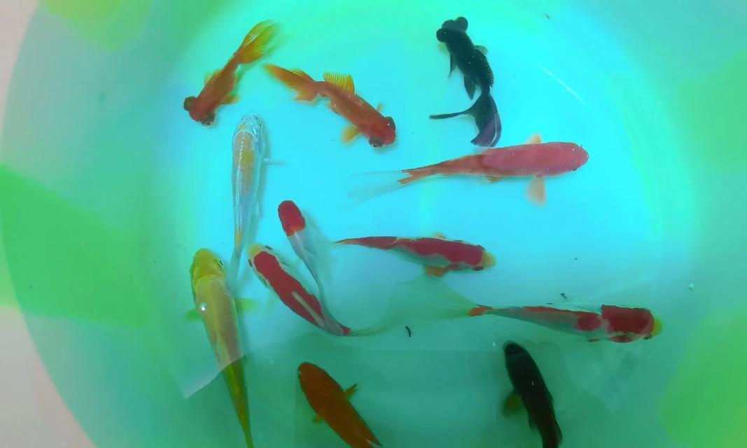 小金鱼的饮食指南：食物喜好与营养需求全解析