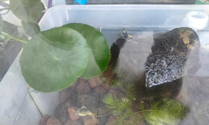 乌龟水质的重要性与维护指南，养龟健康水质是关键