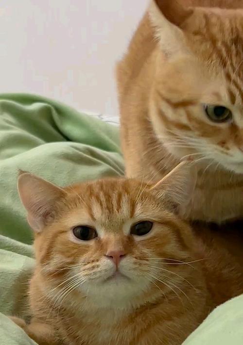猫咪的神奇力量:解压伴侣如何提升幸福感促进健康 猫咪的神奇力量:解压伴侣如何提升幸福感促进健康