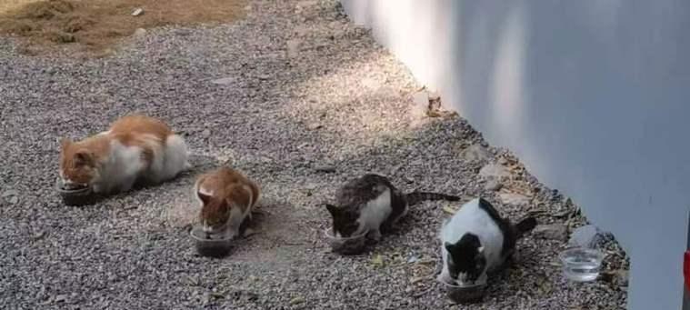 猫咪的神奇力量:解压伴侣如何提升幸福感促进健康 猫咪的神奇力量:解压伴侣如何提升幸福感促进健康