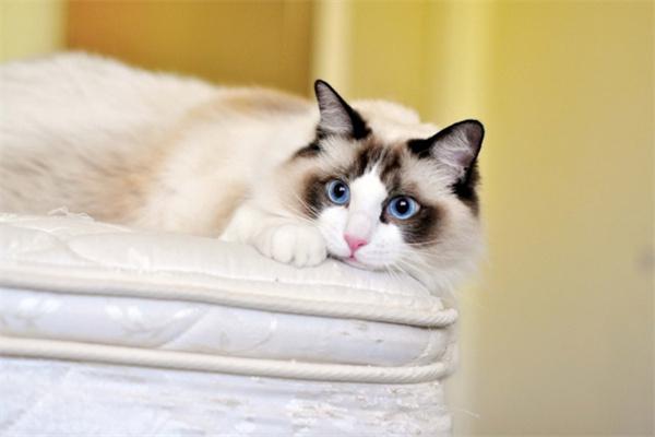 猫咪绝育伤口化脓能自愈吗？专业护理与应对措施详解