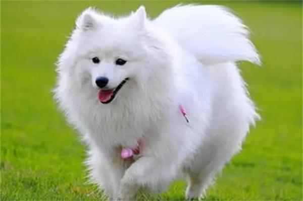 萨摩耶和银狐犬怎么区分？体型毛发嘴型性格对比详解