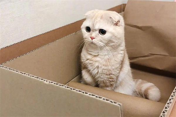 猫咪尿路感染常见原因与预防措施全解析 猫咪尿路感染常见原因与预防措施全解析