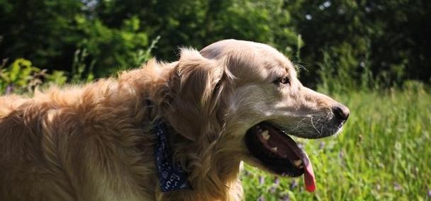 大金毛品种全解析:从金色到黑色的多样魅力与独特个性 大金毛品种全解析:从金色到黑色的多样魅力与独特个性