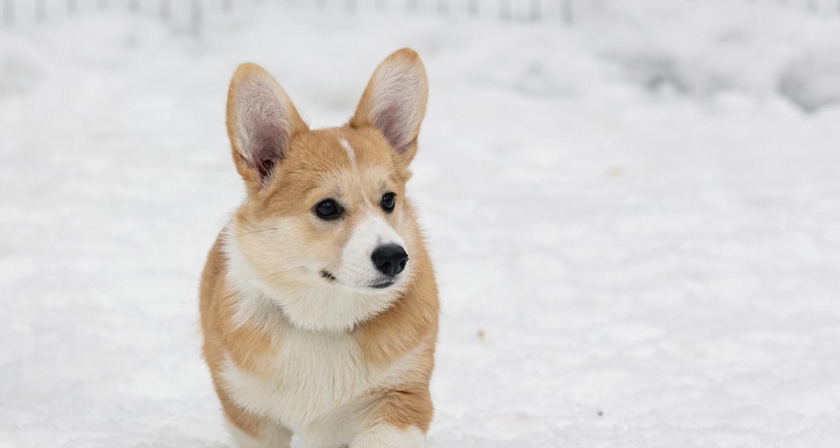 柯基狗全解析:起源、特征与饲养环境指南 柯基狗全解析:起源、特征与饲养环境指南