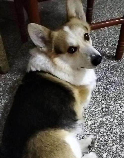 柯基狗全解析:起源、特征与饲养环境指南 柯基狗全解析:起源、特征与饲养环境指南