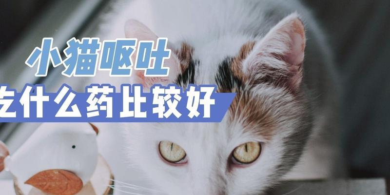 猫嗓子不适怎么缓解？这些有效药物及安全使用方法须知