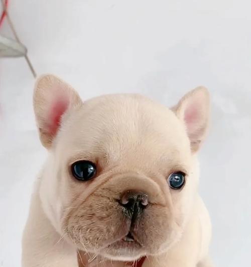 法牛犬孕期饮食禁忌清单,15种需避免的食物详解 法牛犬孕期饮食禁忌清单,15种需避免的食物详解