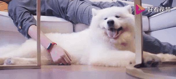 萨摩耶增肌狗粮选择指南,助力爱犬塑造强壮体格 萨摩耶增肌狗粮选择指南,助力爱犬塑造强壮体格