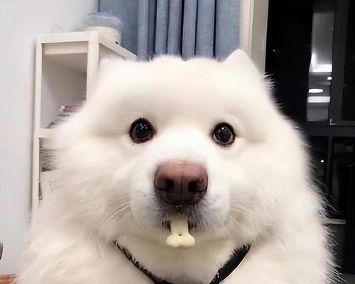 萨摩耶增肌狗粮选择指南,助力爱犬塑造强壮体格 萨摩耶增肌狗粮选择指南,助力爱犬塑造强壮体格