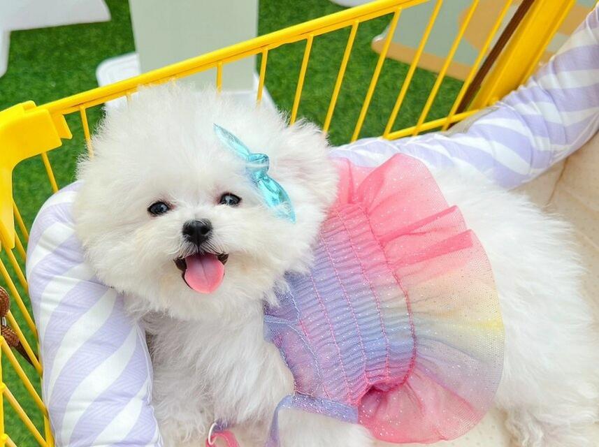 成年比熊掉毛周期与原因解析,科学护理保持毛发健康 成年比熊掉毛周期与原因解析,科学护理保持毛发健康