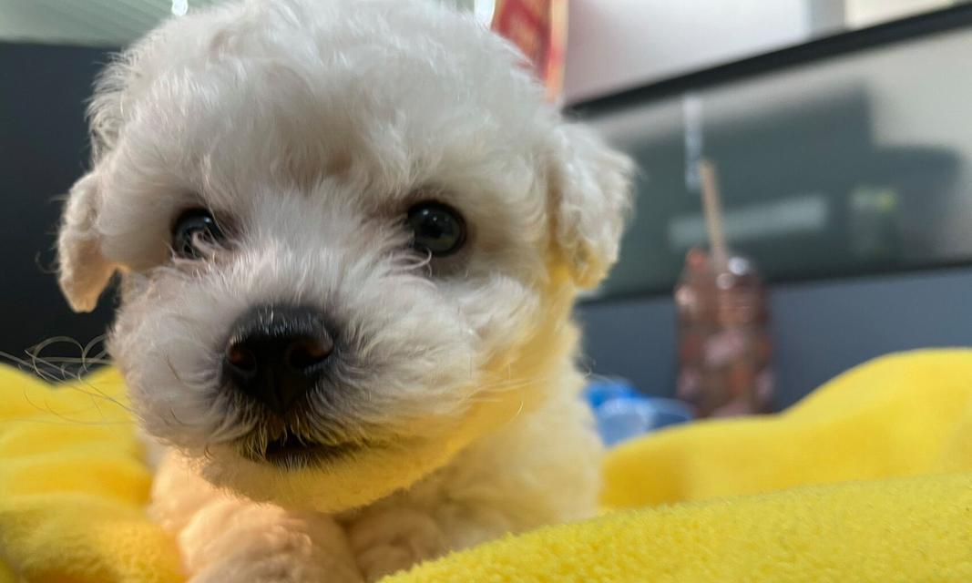 成年比熊掉毛周期与原因解析,科学护理保持毛发健康 成年比熊掉毛周期与原因解析,科学护理保持毛发健康