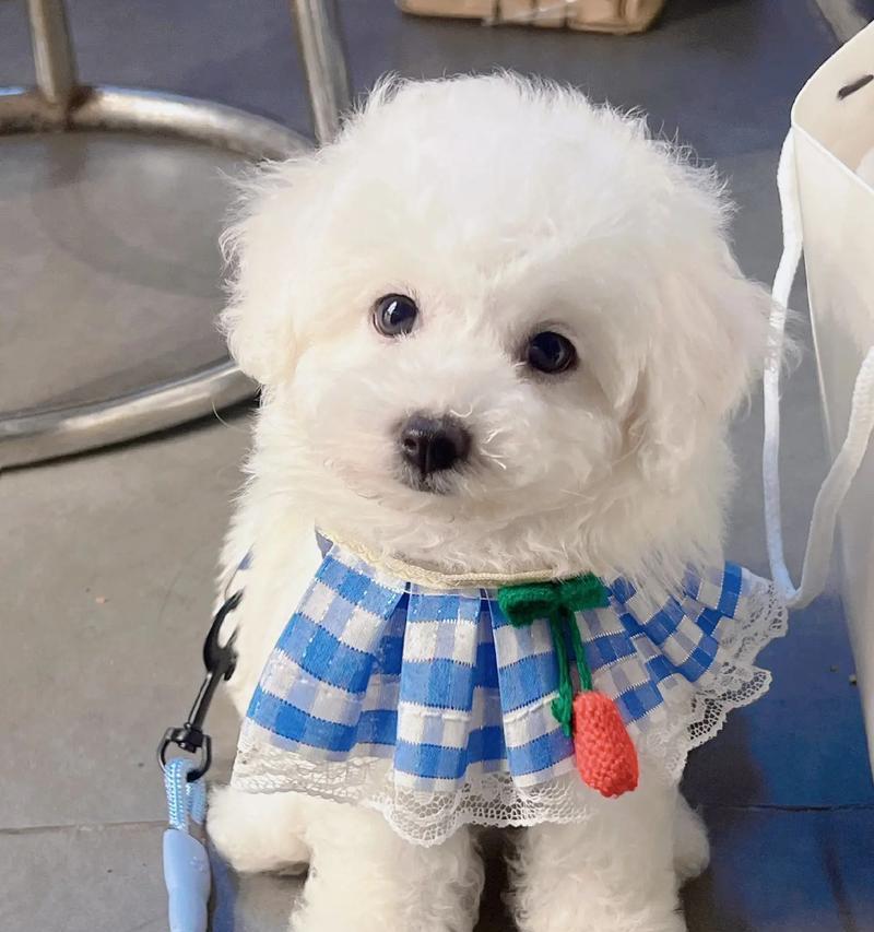 成年比熊掉毛周期与原因解析,科学护理保持毛发健康 成年比熊掉毛周期与原因解析,科学护理保持毛发健康