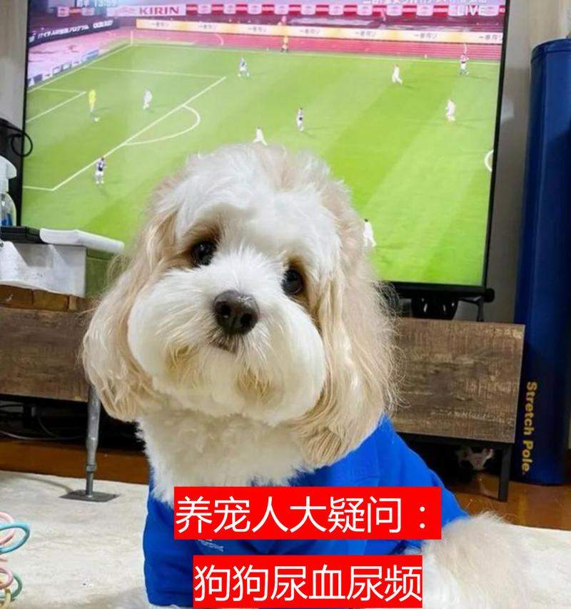 小狗尿血原因与应对指南:症状识别与治疗方法详解 小狗尿血原因与应对指南:症状识别与治疗方法详解