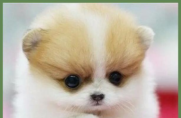 迷你贵宾犬的可爱与聪明：全面了解饲养与训练方法