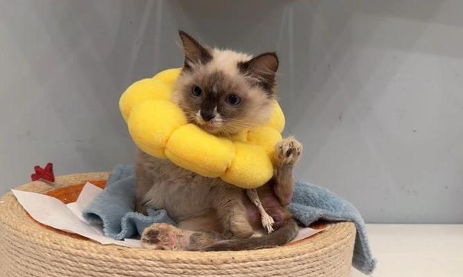 迷你贵宾犬的可爱与聪明：全面了解饲养与训练方法