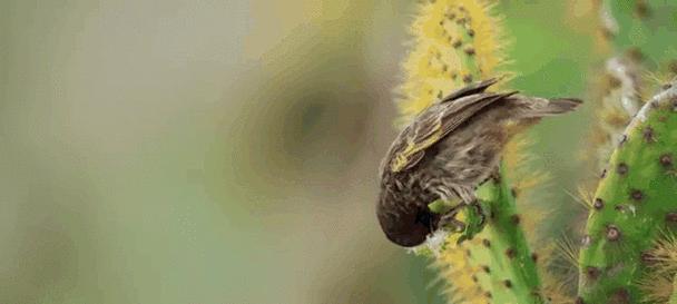 鸟类饮食奥秘：食物选择背后的适应策略与进化智慧