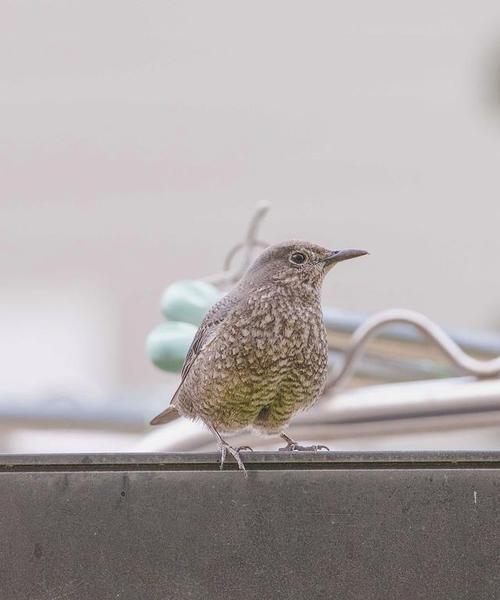 鸟类饮食奥秘：食物选择背后的适应策略与进化智慧