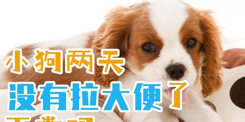 狗狗排便频繁原因解析，警惕潜在健康问题