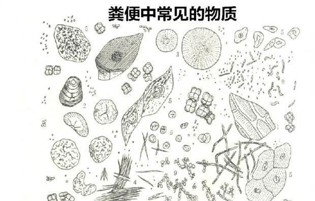 狗狗排便频繁原因解析，警惕潜在健康问题