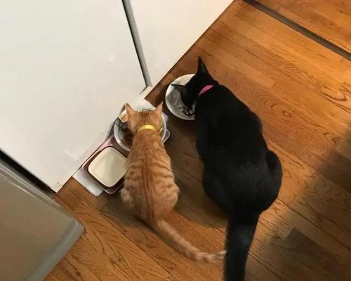 抓住猫颈部使其不动的原因与正确操作方法解析