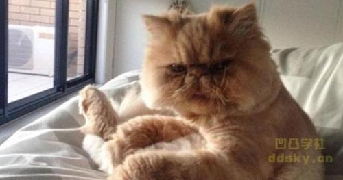 抓住猫颈部使其不动的原因与正确操作方法解析