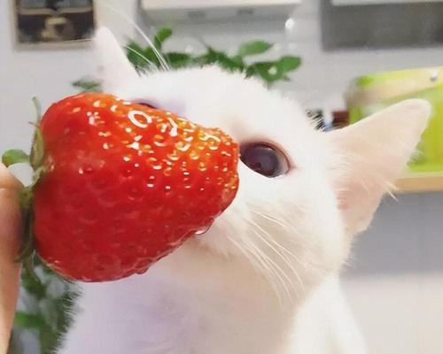 小猫能吃什么水果?安全喂养指南与禁忌清单 小猫能吃什么水果?安全喂养指南与禁忌清单