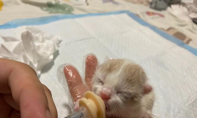 母猫分娩前准备指南:打造安全舒适产房与全程护理要点 母猫分娩前准备指南:打造安全舒适产房与全程护理要点