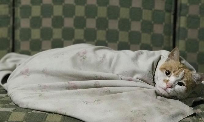 母猫分娩前准备指南:打造安全舒适产房与全程护理要点 母猫分娩前准备指南:打造安全舒适产房与全程护理要点