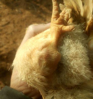 地图鱼粪便外观特征解析:颜色形状与生态意义的全面探索 地图鱼粪便外观特征解析:颜色形状与生态意义的全面探索