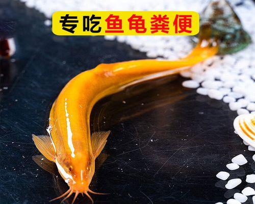 地图鱼粪便外观特征解析:颜色形状与生态意义的全面探索 地图鱼粪便外观特征解析:颜色形状与生态意义的全面探索